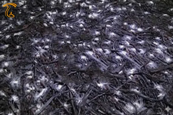 کمپوست بذر زده شده میسلیوم ها