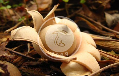 قارچ فندقی نوکدار