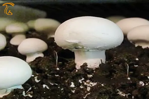 بستر رویش که به آن کمپوست می گویند