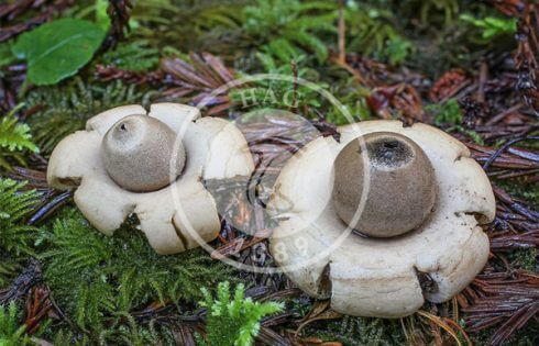 قارچ فندقی نوکدار