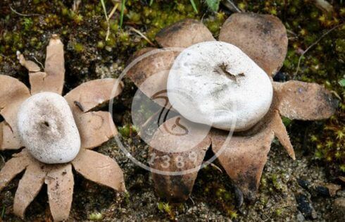 قارچ فندقی نوکدار