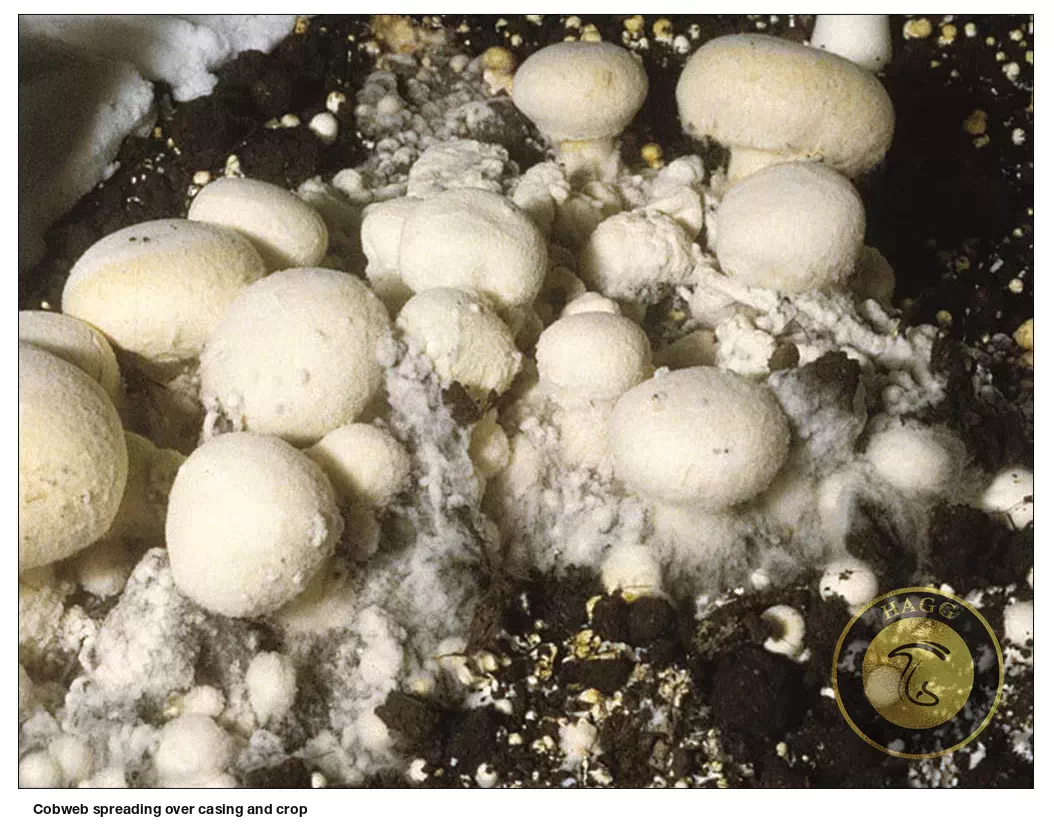 قارچ های آلوده در سالن قارچ