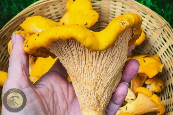 یک نمونه بزرگ چانترل زرد کیجا قارچ مازندران