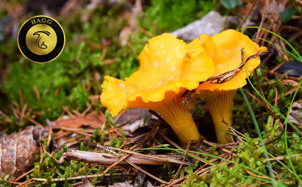 قارچ زرد کیجا (قارچ چنترل Cantharellus cibarius)