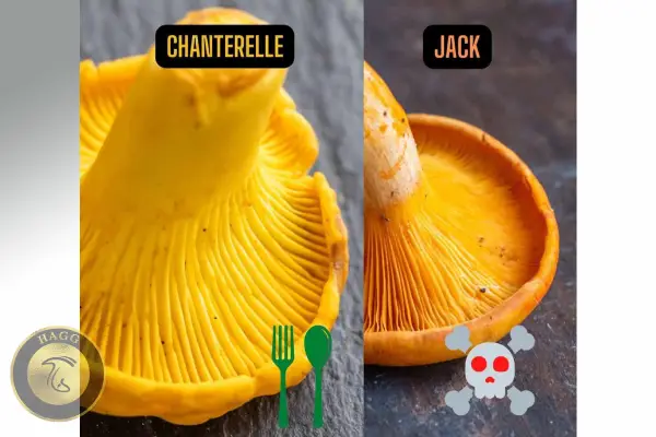 زرد کیجا قارچ مازندران | سمی و غیرسمی