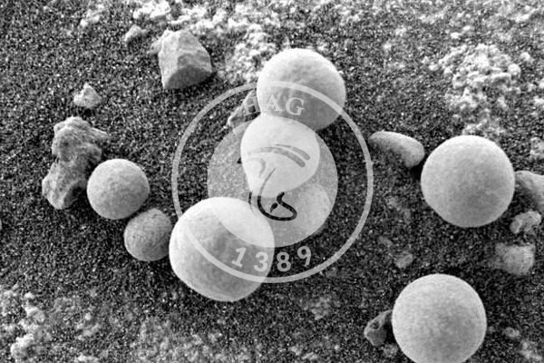شواهدی از رشد قارچ در مریخ
