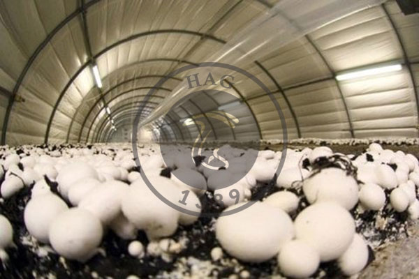 تولید بیش از ۷۵ تن قارچ خوراکی در شهرستان نمین