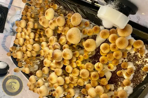 کیت پرورش قارچ گلدن تیچر