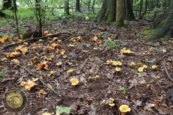 جنگلهای هیرکانی مملو از Cantharellus cibarius