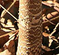 پایه قارچ macrolepiota