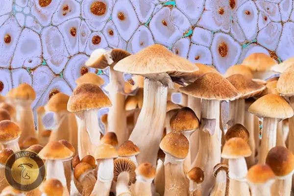 مجیک ماشروم یا قارچ جادویی گلدن تیچر