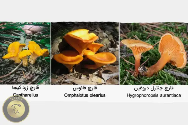 خواص قارچ زرد کیجا (چنترل) در مقایسه با نمونه های مشابه سمی