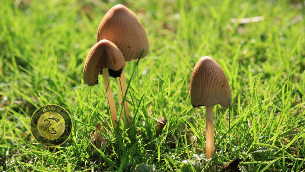 قارچ سیلوسایبین معروف ترین مجیک ماشروم یا قارچ جادویی