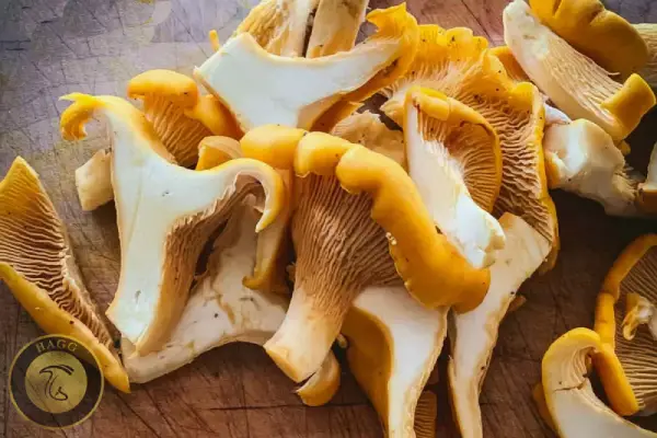 اسلایس قارچ وحشی