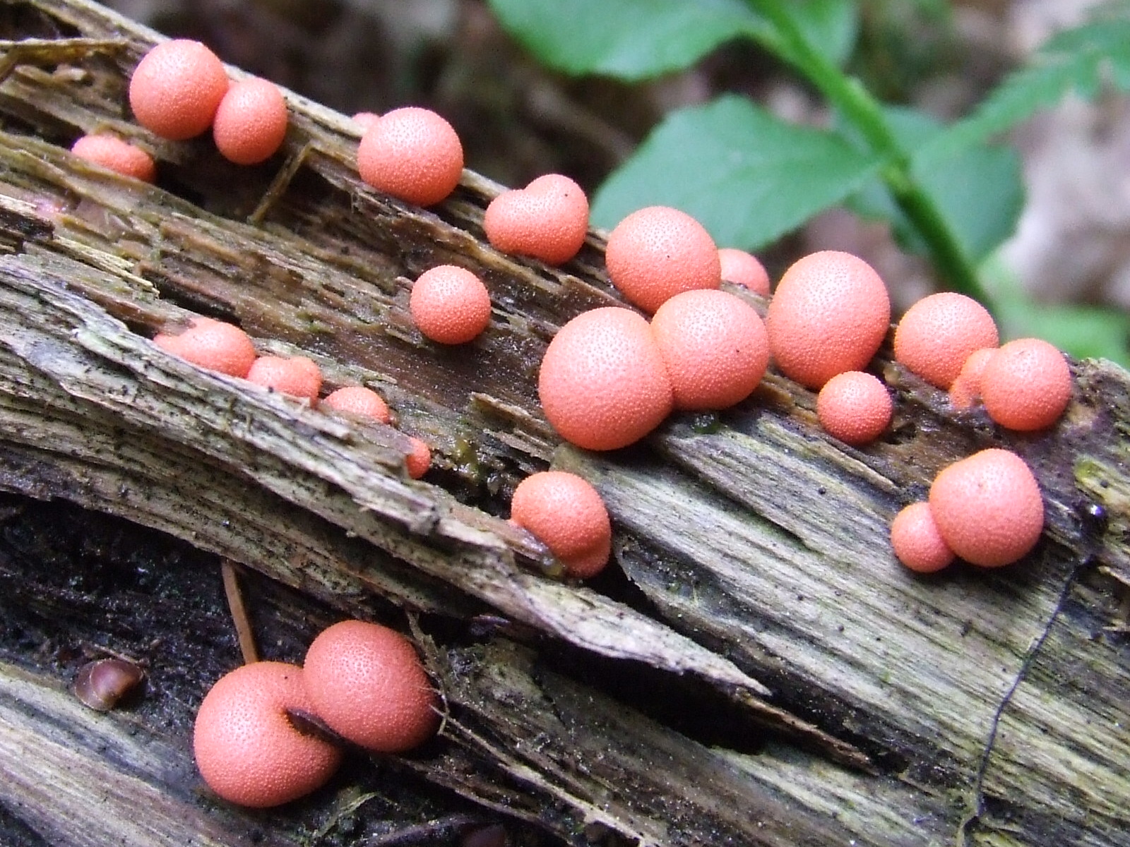 قارچ شیر گرگ  Licogola epidenderum