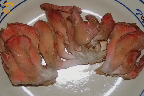 pleurotus flabellatus