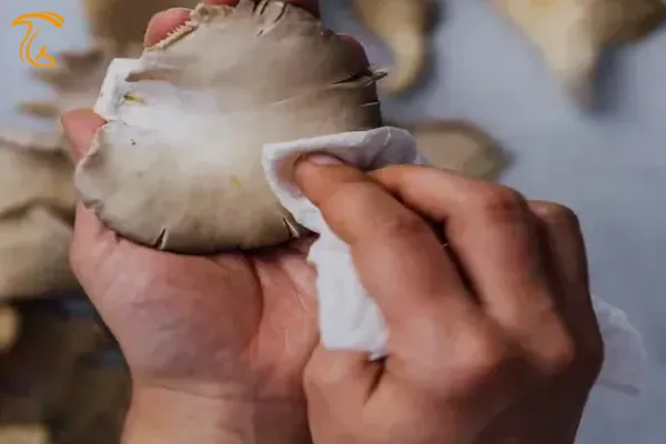 تمیز کردن قارچ صدفی با دستمال