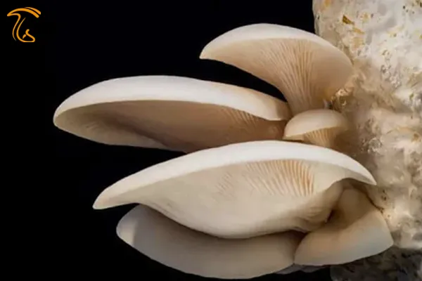 (شکل ظاهری) قارچ صدفی