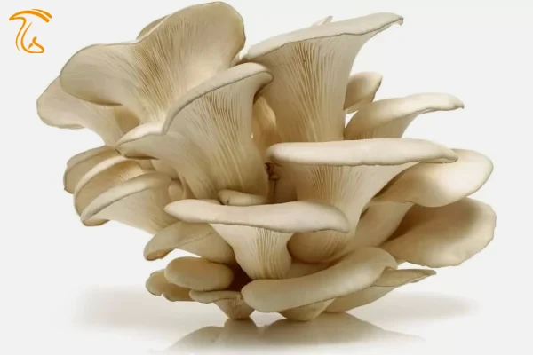 قارچ صدفی مروارید (سفید)