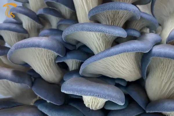 Pleurotus columbinus