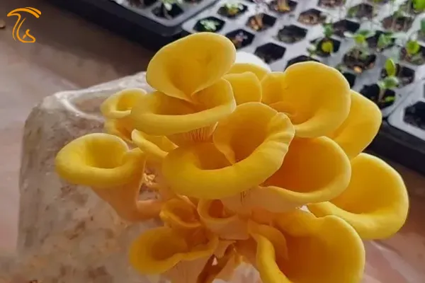 قارچ صدفی طلایی یا زرد