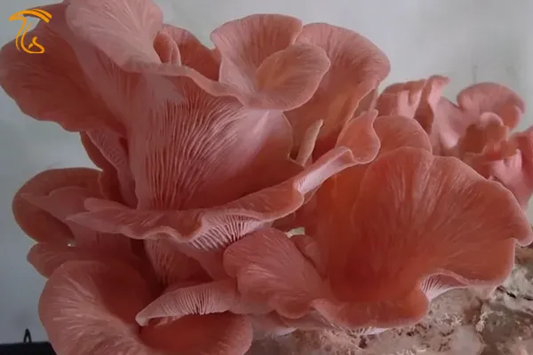 قارچ صدفی صورتی