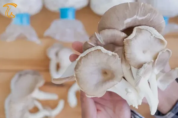 قارچ صدف ققنوس