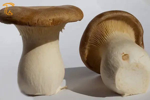 قارچ شاه صدف (Pleurotus eryngii)