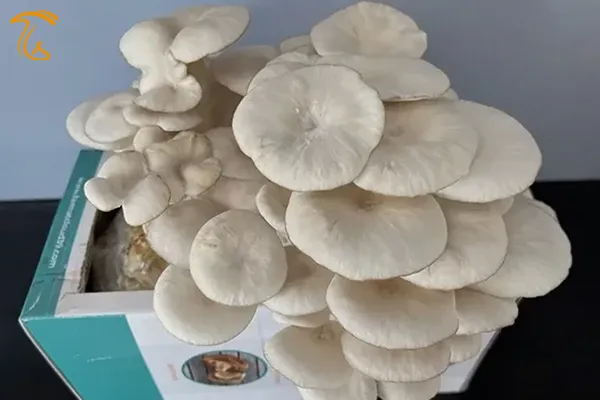 قارچ صدف فلوریدا