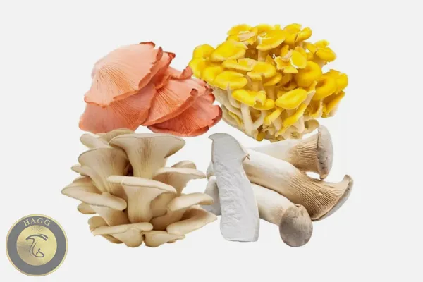 قارچ صدفی چیست و آشنایی با انواع قارچ صدفی