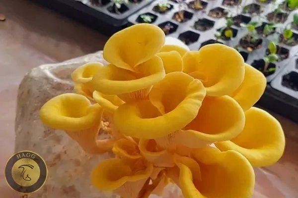 قارچ صدفی طلایی یا زرد