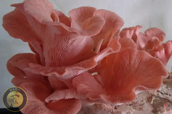 قارچ صدفی صورتی