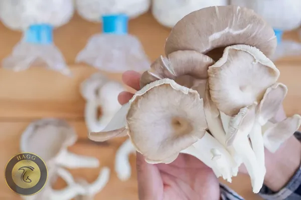 قارچ صدف ققنوس