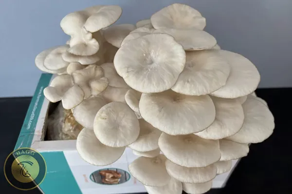 قارچ صدف فلوریدا