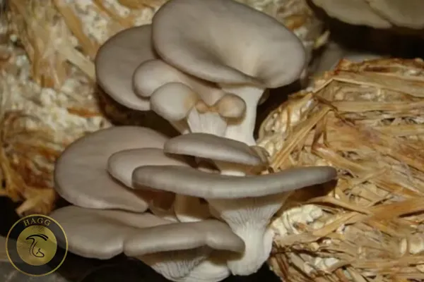 قارچ ساجور کاجو