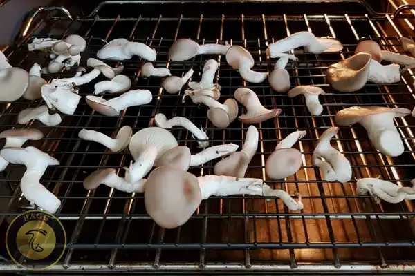 خشک کردن قارچ صدفی