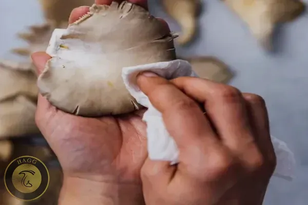 تمیز کردن قارچ صدفی با دستمال