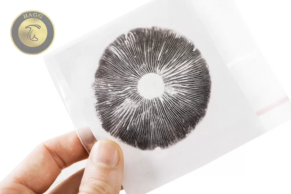 چاپ اسپور (spore print) یا کشت اسپور قارچ
