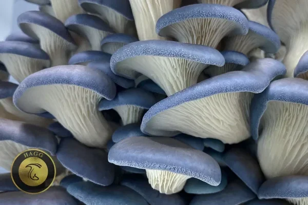 Pleurotus columbinus