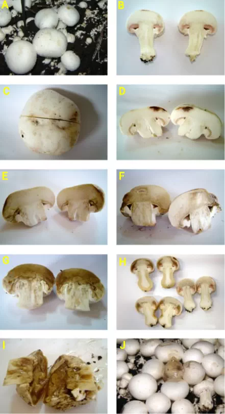 نحوه پیشروی و گسترس بیماری پوسیدگی نرم باکتریایی soft rot