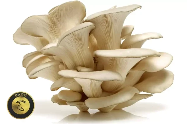 قارچ صدفی مروارید (سفید)