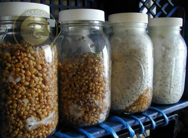 مراحل تولید اسپان یا بذر قارچ