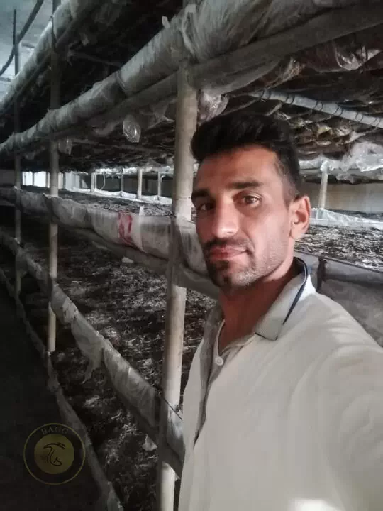 عکس مربوط به میثم نجفی و پشت سکه پرورش قارچ در ایران