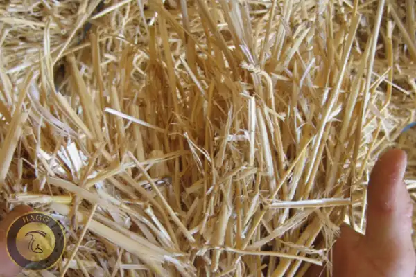 عکس مربوط به مقاله کلش گندم و صنعت قارچ است.