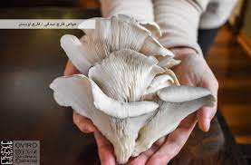 تجاری سازی یک طرح خلاقانه