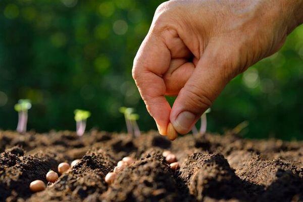 تولید 50 میلیون بذر هیبرید, هاگ