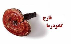 پادشاه گیاهان دارویی؟؟!!, هاگ