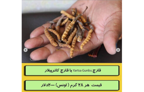 گران قیمت ترین قارچ های جهان؟؟!!, هاگ