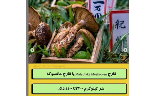 گران قیمت ترین قارچ های جهان؟؟!!, هاگ