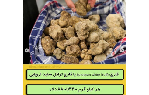 گران قیمت ترین قارچ های جهان؟؟!!, هاگ